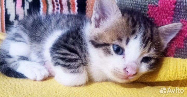 Котята в Дар