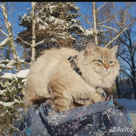 Котята Невские маскарадные из питомника