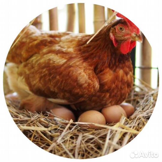 Комбикорм для кур несушек