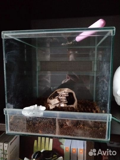 Террариум (паучатник)