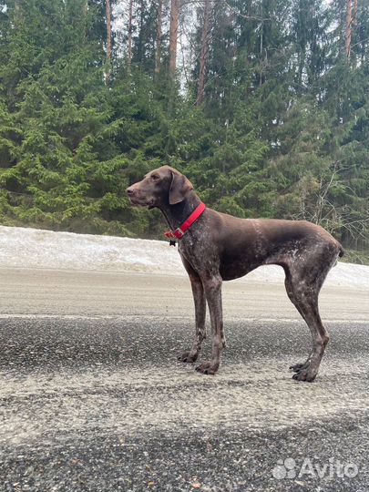 Выгульщик собак с 16