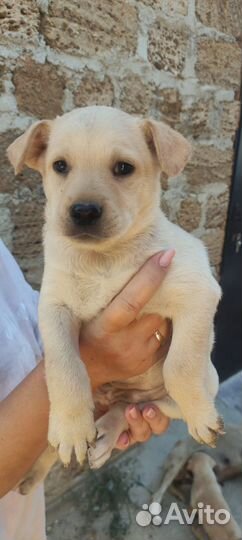 Щенки в добрые руки