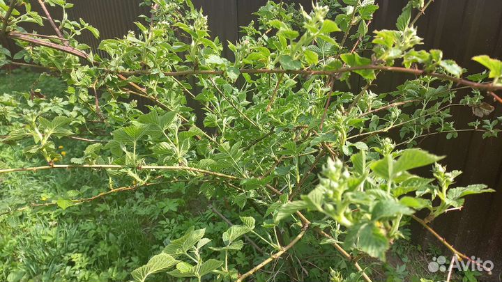 Саженцы ежевики