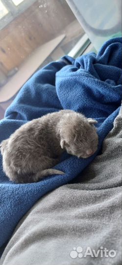 Канадский сфинкс котёнок