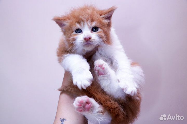 Котята мейн-кун