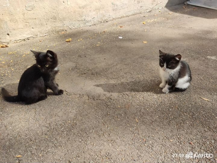 Милые котята,братик и сестренка