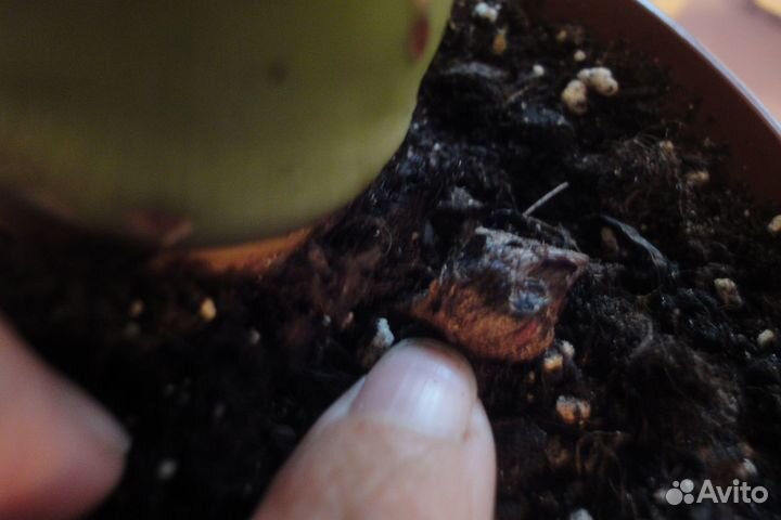 Алоказия регал шилдс