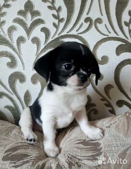 Красивая Девочка Чихуахуа