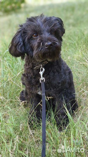 Замечательная собака в добрые руки