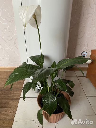 Спатифиллум