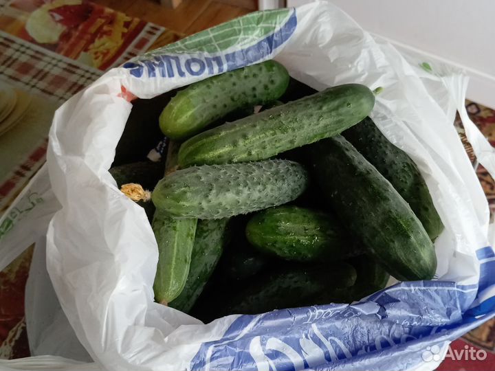 Огурцы домашние