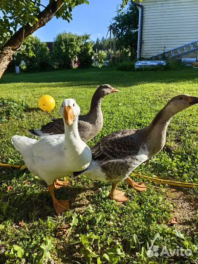 Семья гусей