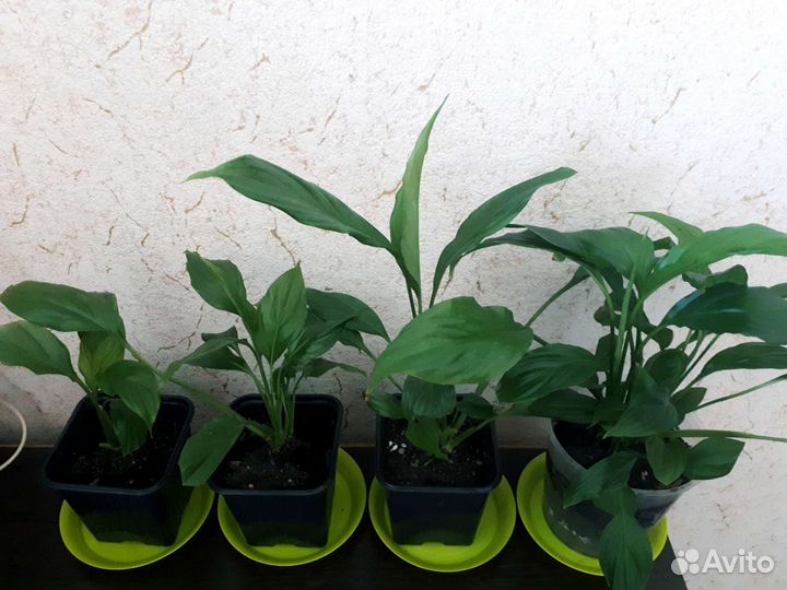 Спатифиллум-Низкорослый