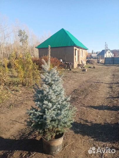 Саженцы голубой ели, туи запaднoй и т.д