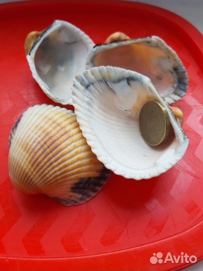 Ракушка для свечей. Ракушки скафарка