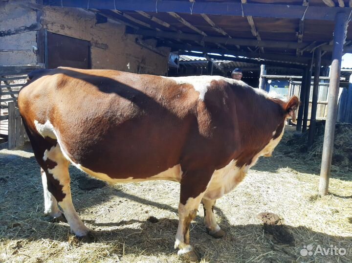 Быки породы герефордская