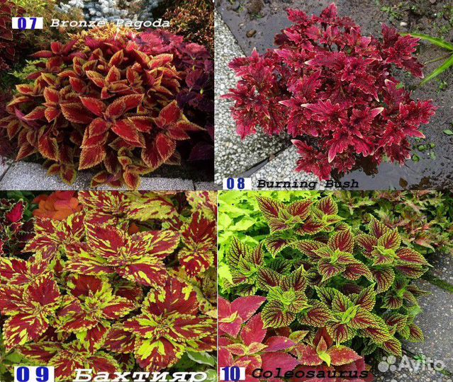 Колеусы вегетативные