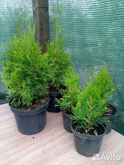 Туя смарагд