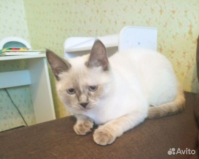 Отдам даром кошечку