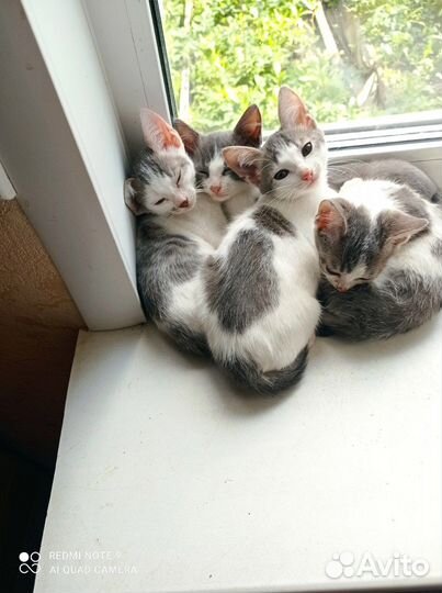 Котята в добрые руки