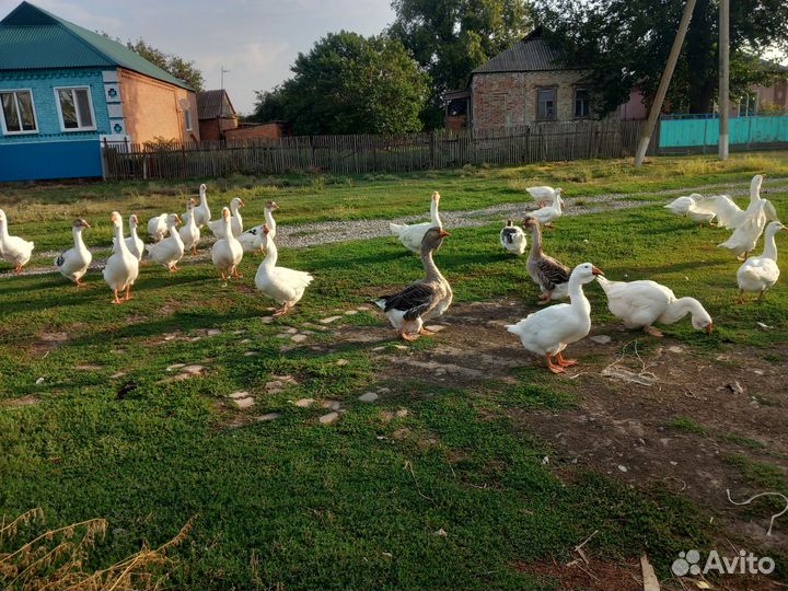 Холмогорские гуси