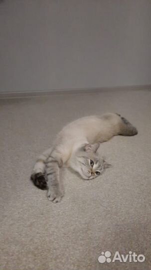 Британская мраморная шиншилла кошка