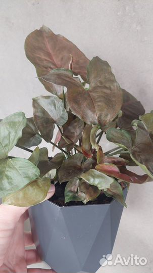 Сингониумы сортовые