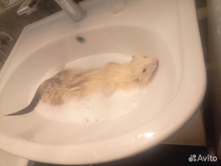 Хорёк на фотосессии, заказы, праздники