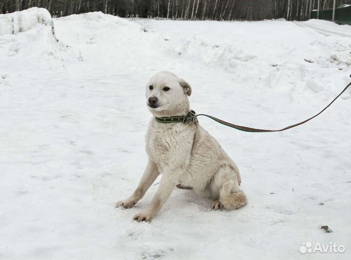 Собака в добрые руки