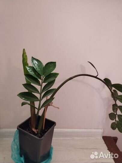 Замиокулькас