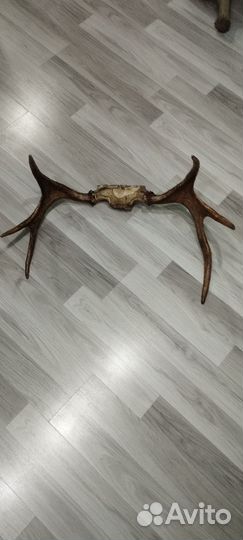 Продам рога лося