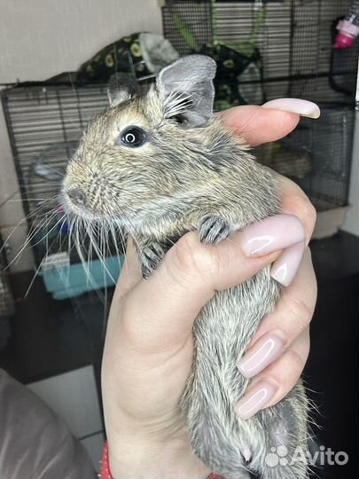 Белки в добрые руки