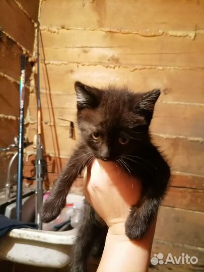 Кошки, в добрые руки, бесплатно