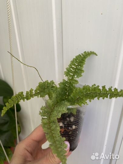 Папоротник