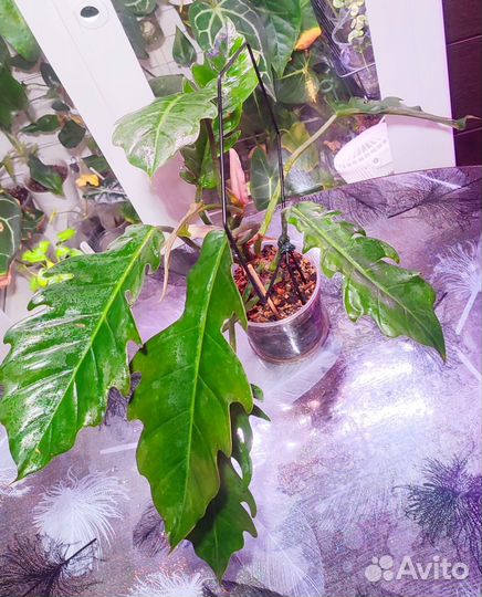 Комнатные цветы