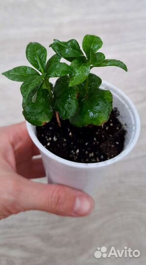 Сеянцы кофе