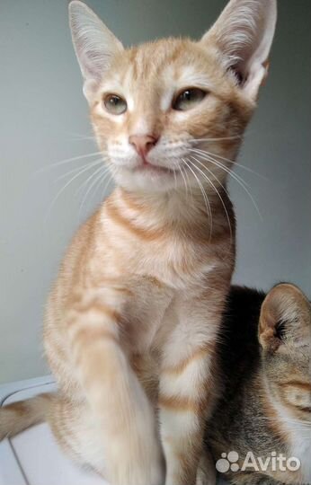 Котята