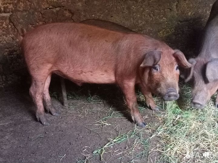 Хрячки на племя