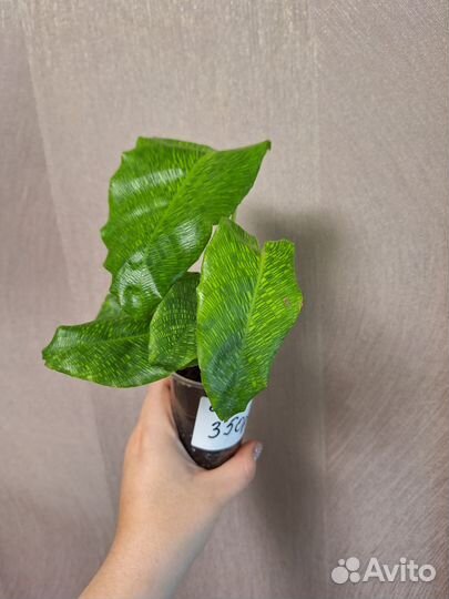 Калатея нетворк(мозаика)