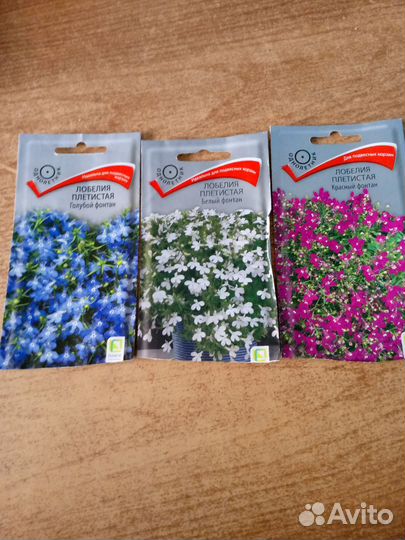 Рассада петунии, лобелии