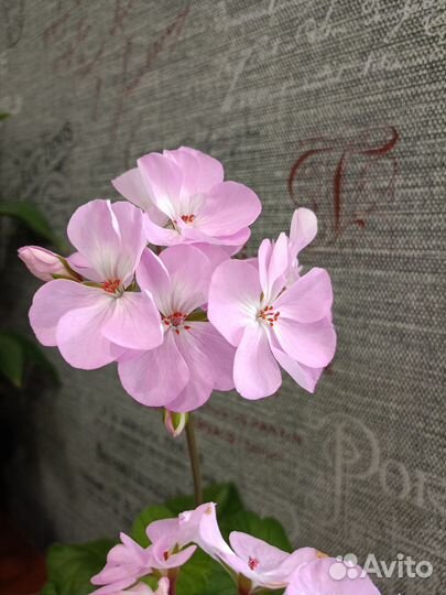 Пеларгония сортовая