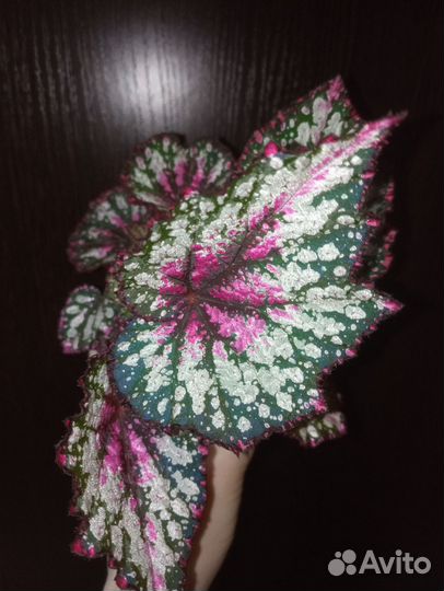 Ктенанта, бегония, годзилла