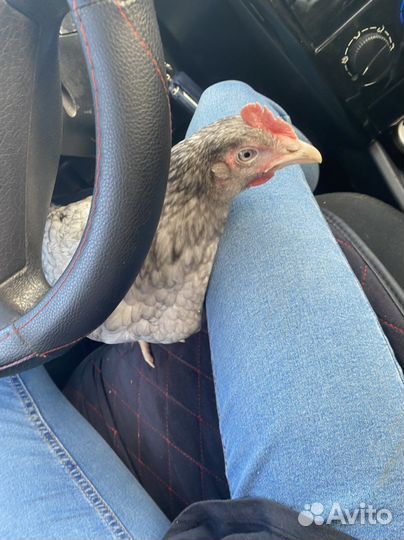 Куры несушки