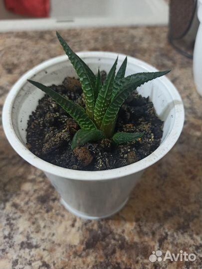 Хавортия дракон