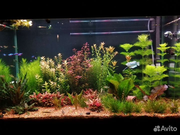 Удобрения с микроэлементами для аквариума