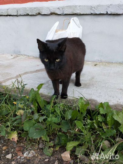 Беременная кошечка