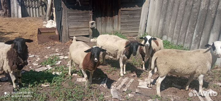 Продам овец дорпер