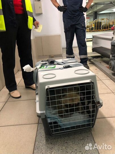 Клетка для перевозки собак в самолете