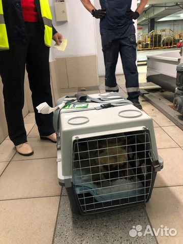 Клетка для перевозки собак в самолете