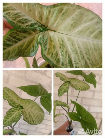 Цветы. Все по 100